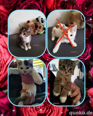 Unsere kleinen Katzen sind zum Ausziehen bereit 