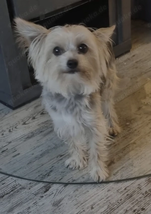 Chihuahua Yorkshire Terrier 