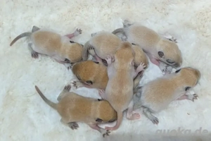 süsse rennmausbabys suchen neun körnergeber 