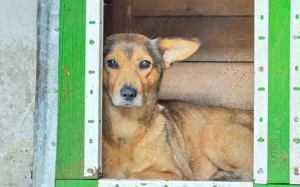 Sanfte Hündin Jenny wartet leie auf ihre Menschen