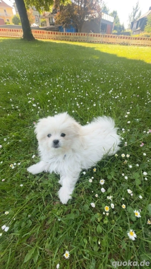 Pomeranian Maltipoo