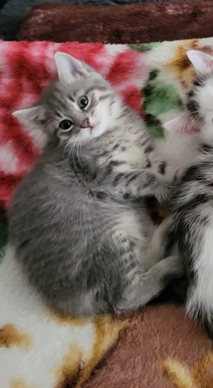 Kätzchenbaby BKH MIX  WhatsApp 0171 5193492 