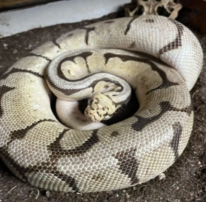 Königsphyton - mit Terrarium und Einrichtung