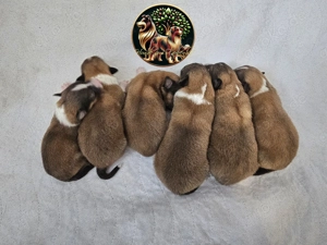 Sheltie Welpen aus erstklassiger Abstammung, Rüden und Hündinnen