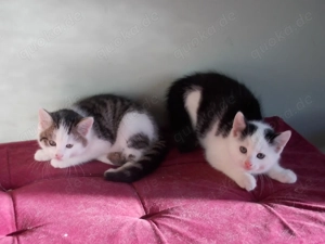 Kleine Kätzchen abzugeben