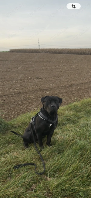 American Bully, Bully, Bulldogge