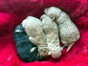 Lakeland Terrier Welpen abzugeben!