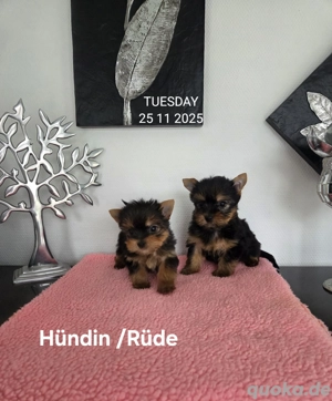 Yorkshire Terrier Babys  Chip