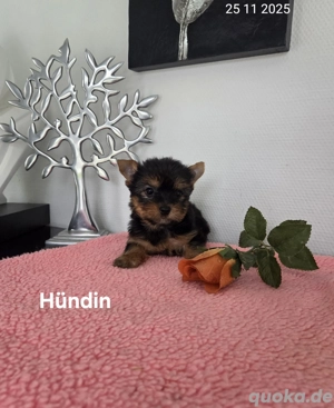 Yorkshire Terrier Hündin Chip