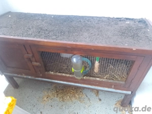 Merschweinchen. Haustier 