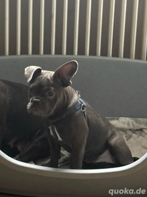 Lilli sucht dringend ein neues zuhause 