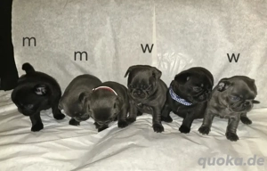 Noch 1 wunderschöner Retro Mops Welpe frisch geimpft, gechipt und EU Pass, direkt abgabebereit 