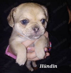 Zuckersüße Mops- Chihuahua Mix Welpen