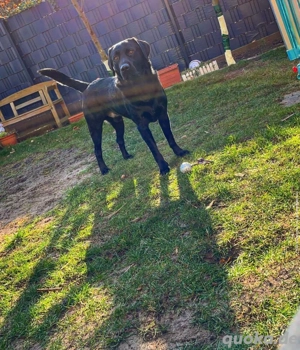 Labrador Labradoodle Hund 