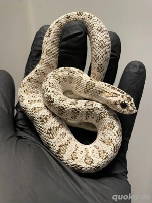 Hakennasennatter Männchen (Heterodon nasicus) Super schöner heller Superarctic