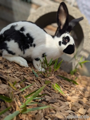 Hasen Kaninchen Stallhasen 
