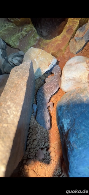 Leopardgeckos 