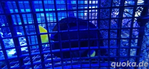 zebrasoma xanthurum rotmeer doktorfisch 