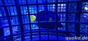 zebrasoma xanthurum rotmeer doktorfisch 