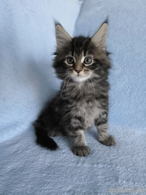 Maine Coon Kitten (Mädchen)