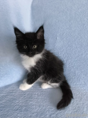Maine Coon Kitten (Mädchen)