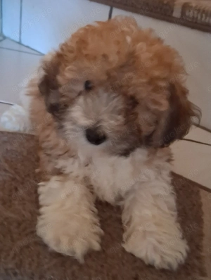 Maltipoo-Welpe sucht noch sein zuhause