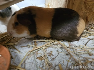 4er Gruppe sucht neues Zuhause