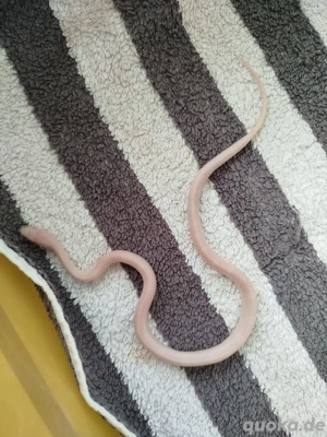 Kornnattern (Pantherophis guttatus) Nz 25 Abzugeben 