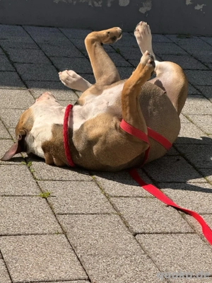 Hündin Old English Bulldog