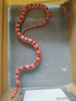 Kornnatter Pantherophis guttatus Nz 22 