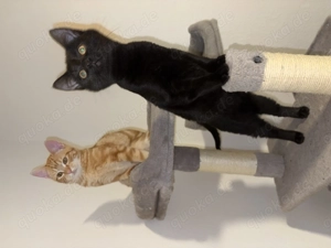 2 kleine Kater abzugeben 