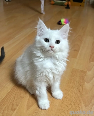 Maine Coon  BLH Kitten dürfen ausziehen