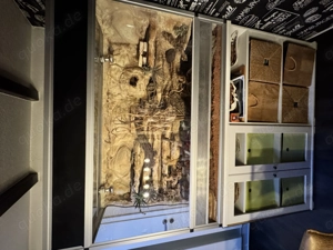 Hobbyauflösung - Terrarium 150x90x60 inkl. Leopardgeckos 0.3