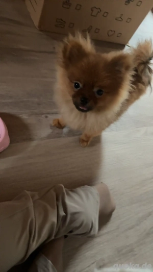 Pomeranian, zwergspitz