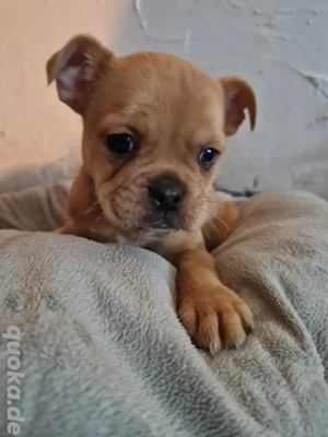 wunderschöne welpen 