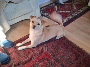 Mischlingshündin - 6 Jahre alt - abzugeben