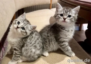 Kitten : absolute Familienkatzen