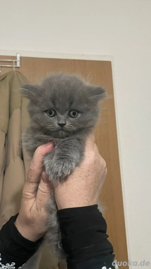 Katzer zu verkaufen 