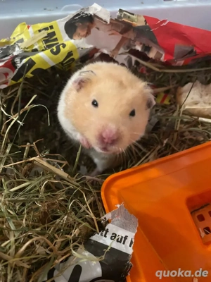goldhamster zu verkaufen 
