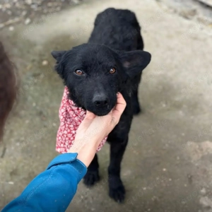 Layla, wunderhübsche Mudi Mix Hündin Bild 4