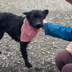 Layla, wunderhübsche Mudi Mix Hündin Bild 3