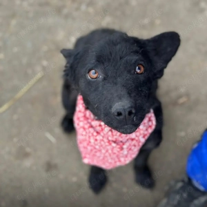 Layla, wunderhübsche Mudi Mix Hündin Bild 2