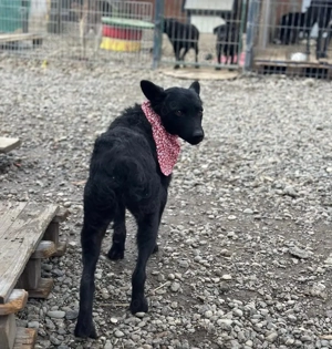 Layla, wunderhübsche Mudi Mix Hündin Bild 5