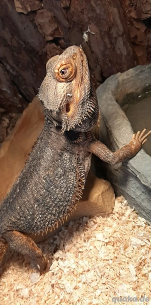 terrarium mit bartagame  Bild 3