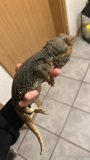 terrarium mit bartagame  Bild 4