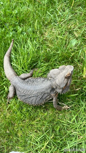 terrarium mit bartagame  Bild 6