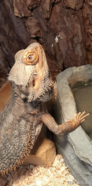 terrarium mit bartagame  Bild 5