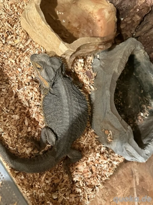 terrarium mit bartagame  Bild 2