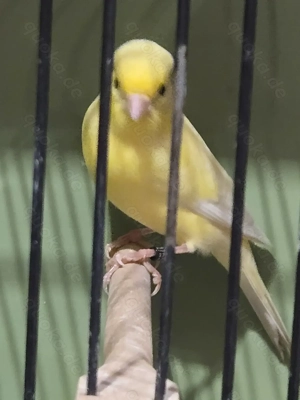 Irish Fancy Kanarien abzugeben von 2024 und 2025