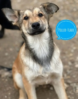 Pollux-Flack, wundersüßer Collie Mix